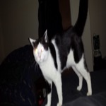 Mister Skitting
